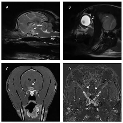 Low-Field Magnetic Resonance Imaging Findings in 18 Dogs With Presumed Optic Neuritis